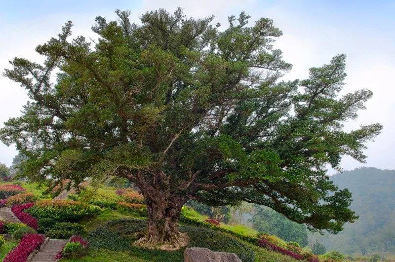 中国十大珍贵树种图片