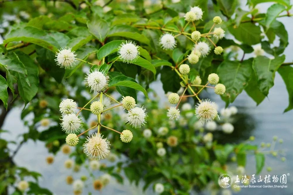 常常有人分不清風箱樹與水團花,細葉水團花.