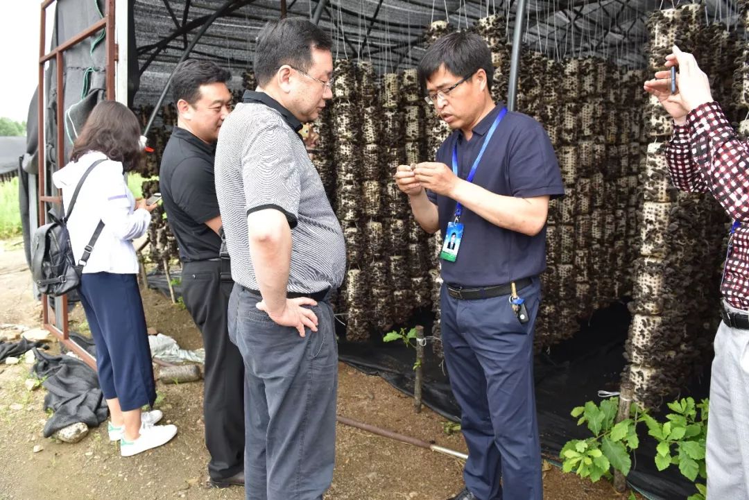 食用菌王玉老师图片