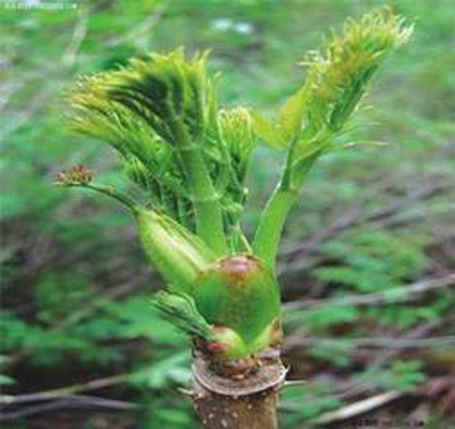 東北最有名的5種山野菜,你見過哪一種,知道它有什麼作用嗎