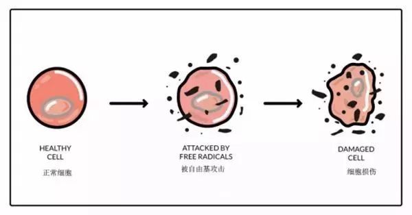 精緻的豬豬女孩絕不認輸我的臉上是殺豬