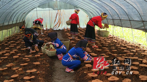 蓝山县黄少友照片图片