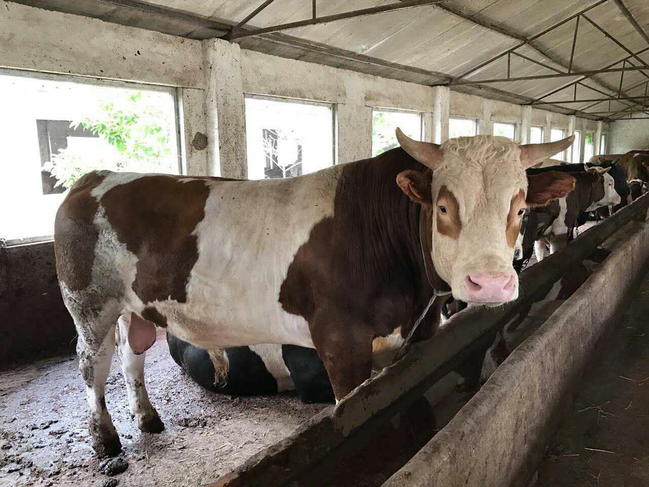 育肥牛精飼料的注意事項,肉牛精料補充料有哪些