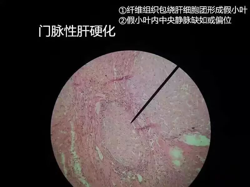 病理学切片库