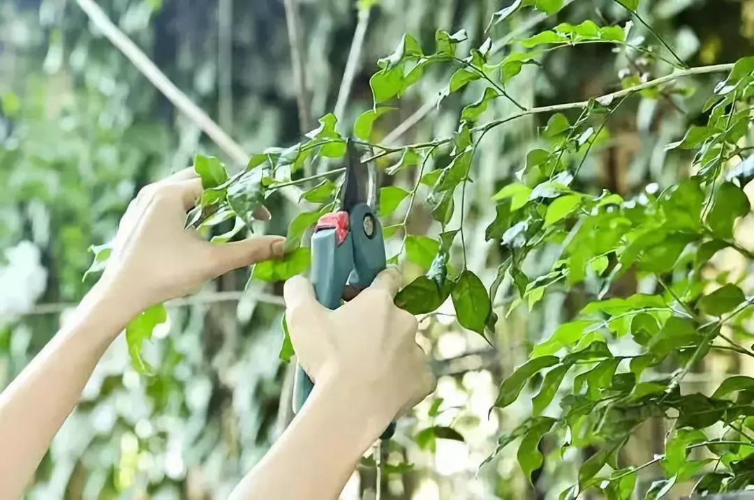 最全的植物修剪技術!