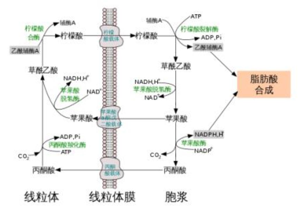 丙氨酸循环图片