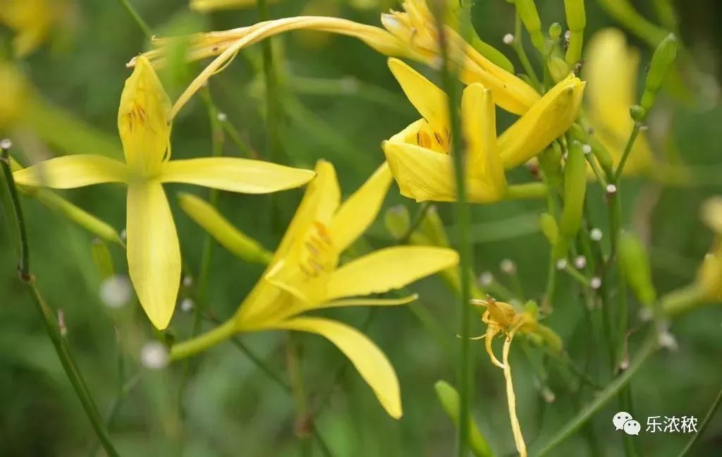 黃花菜:又名金針花,金針菜,忘憂,宜男,金菜,南菜,萱草.