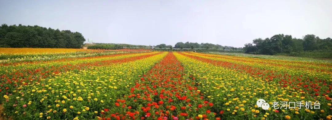 這裡是老河口夏季最美的花海