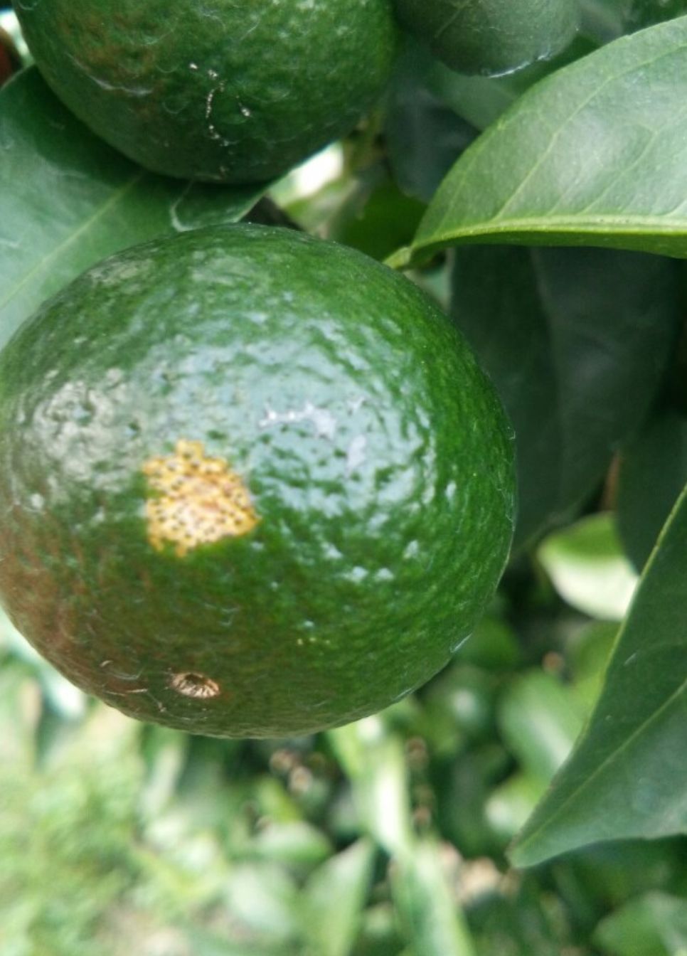 【果技精选】7月是柑橘发病的高峰期,溃疡病用什么药防治最好?