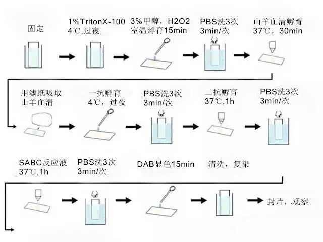 组织标本中包括石蜡切片(标本制作的首选方法)和冰冻切片