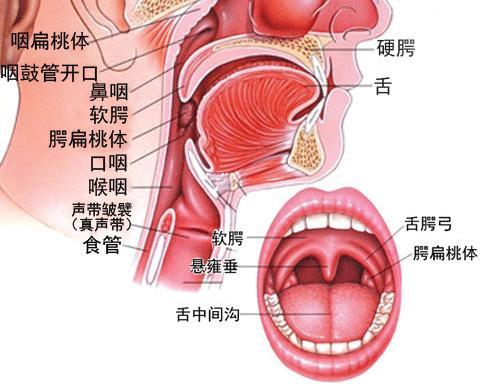 扁桃体在哪个位置图片图片