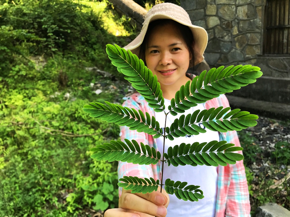 藤金合欢这种树在农村其实极为常见,这种豆科植物,长大后也会如皂角树