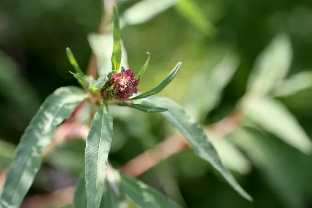 粗根老鶴草鈍萼附地菜茖蔥河北大黃紅丁香花荵華北耬鬥菜但是有彭博