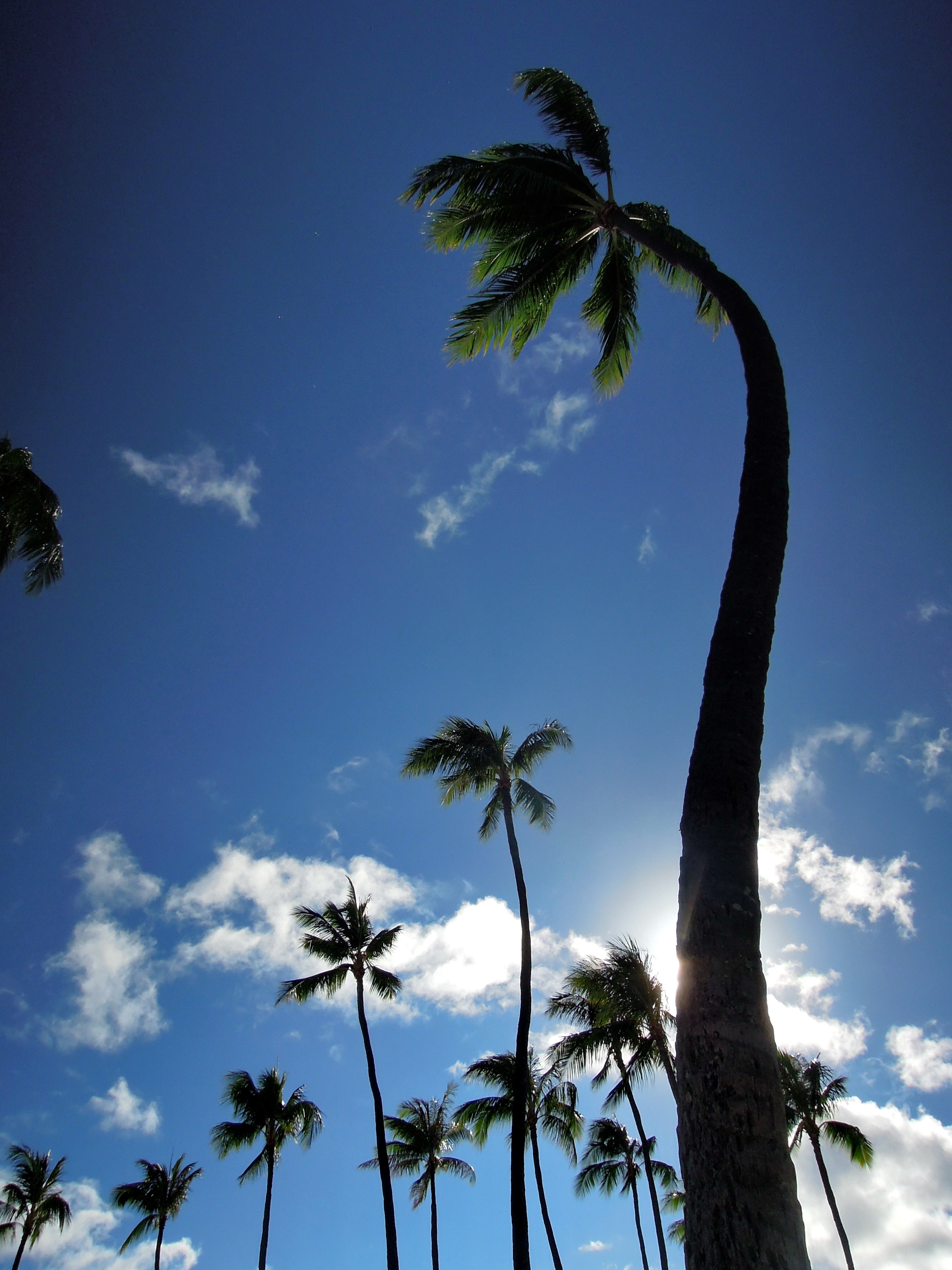 想去海南看椰树,就这个地方最美