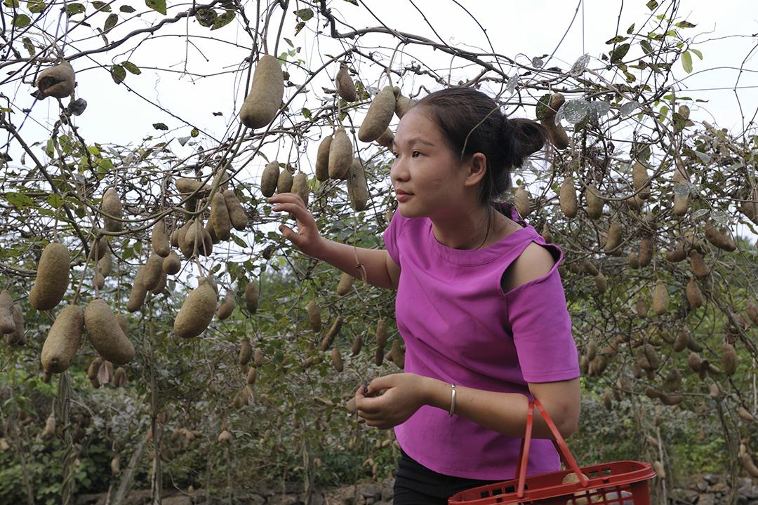 八月瓜花苞图片图片