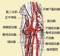 肱动脉准确位置图片