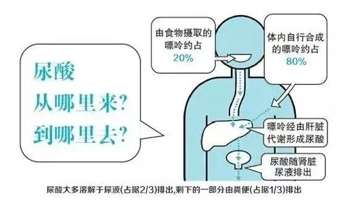 人体内尿酸的来源于两部分人体正常情况下,体内含有血尿酸大约1200