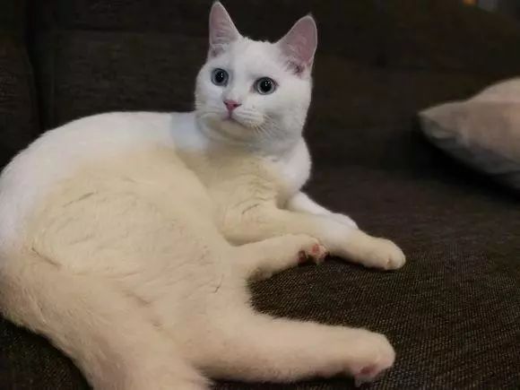 2000元网购了一只纯白色猫咪,卖家说这叫英短,我是不是上当了?