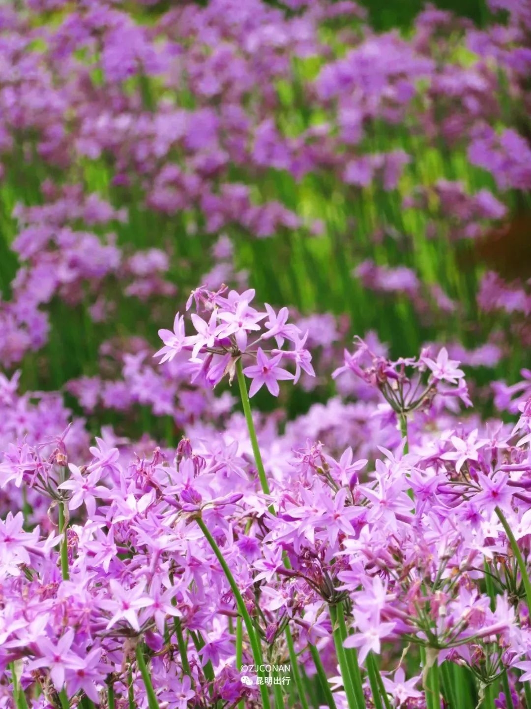 紫花石蒜图片