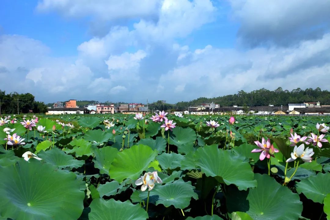 很多人深刻的成長記憶 如果你沒有吃過佛岡本地黃皮 佛岡縣湯塘鎮四九