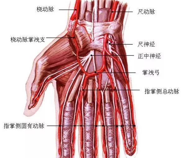 左手桡动脉图片