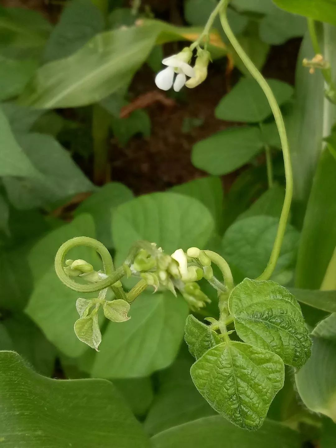 豆角开花花玉米吐须须豆角也就缠缠绕绕的爬到一半玉米长成丛林的时候