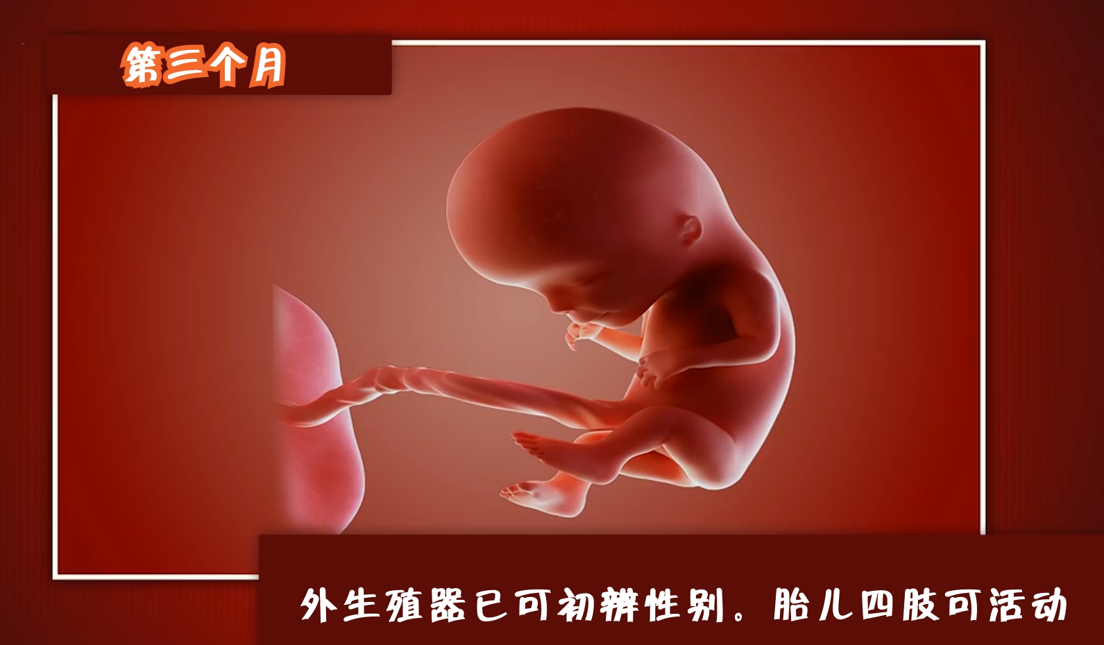 怀孕多久可以知道胎儿性别,孕妈们来看看胎儿的生长过程!