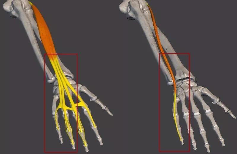 手指肌腱解剖图图片