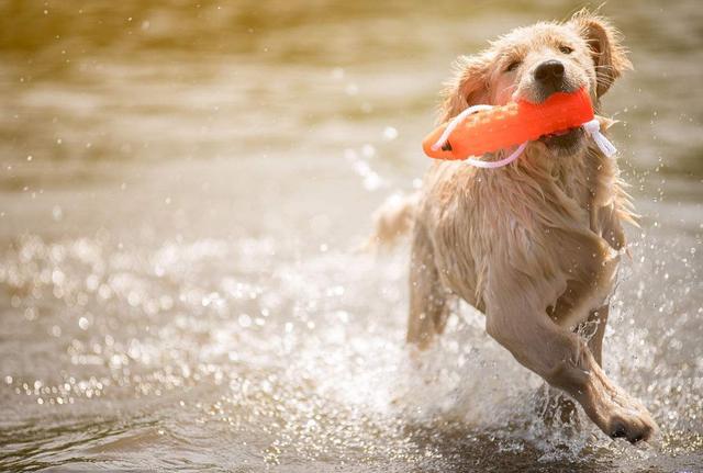 拉布拉多犬和金毛犬 到底选哪个 5点帮你决定