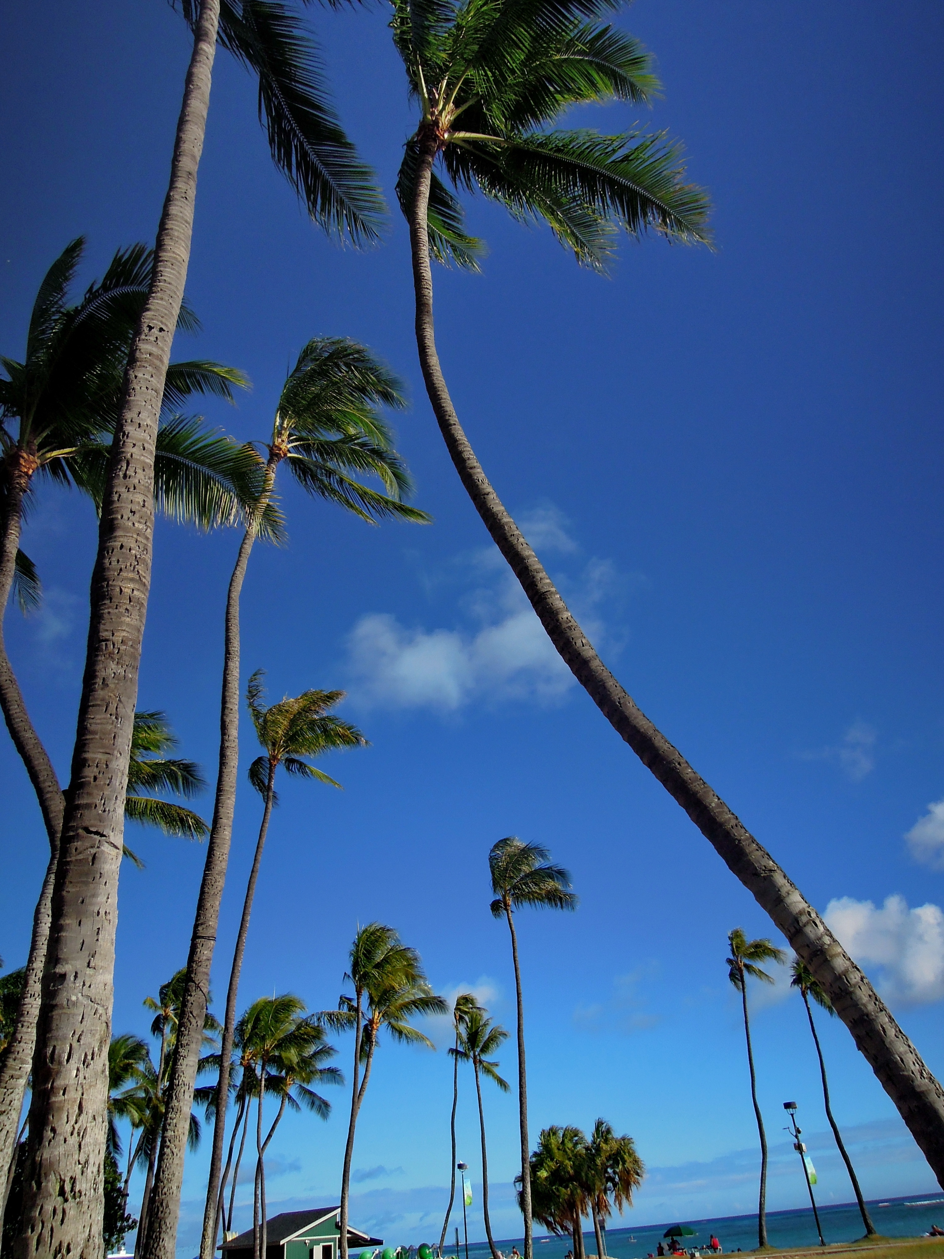 三亚最美的椰子树图片图片