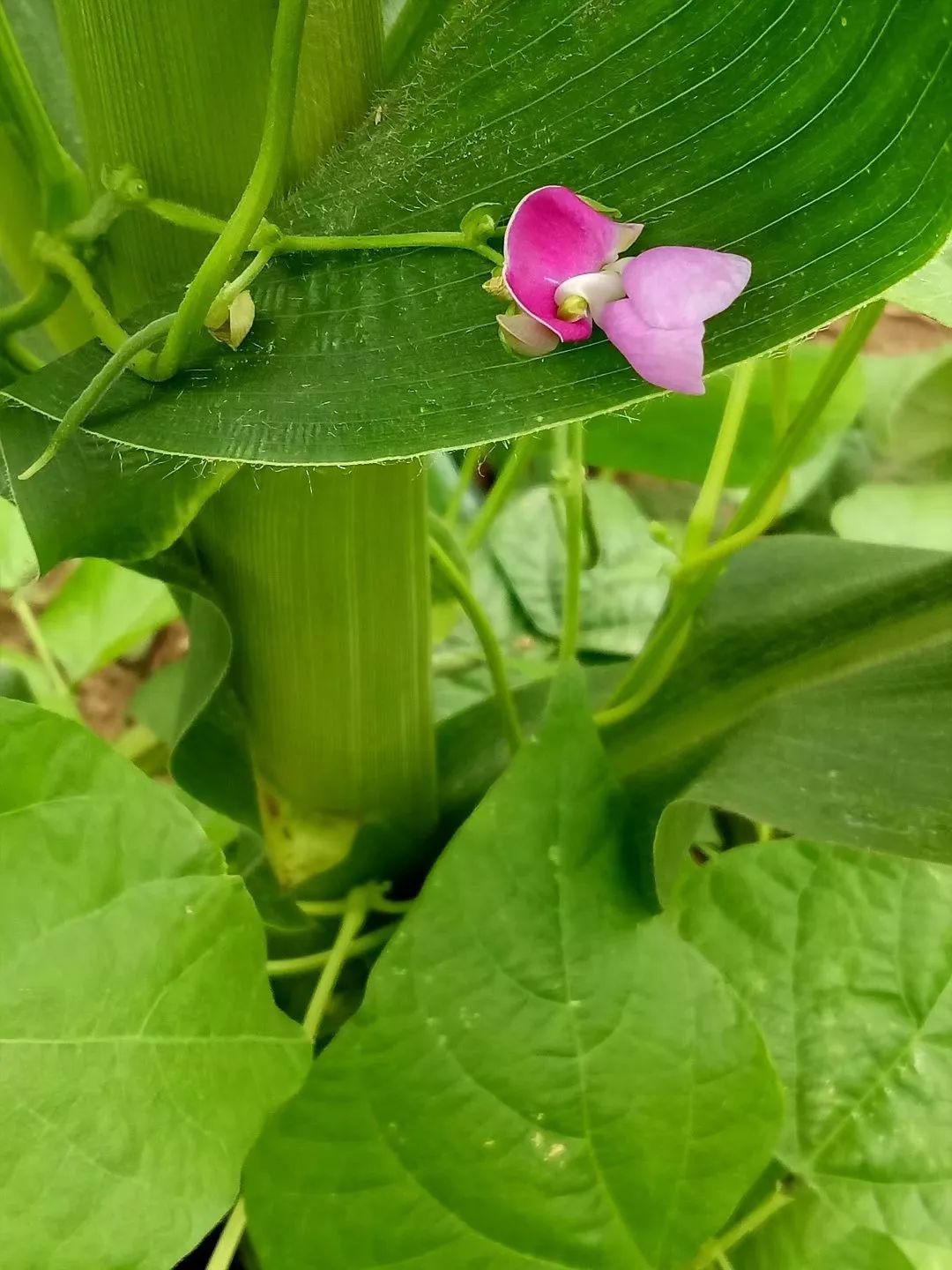 嫩豆角开花的时候豆角就开始旺盛的生长于是这个季节不缺菜不缺卤面吃