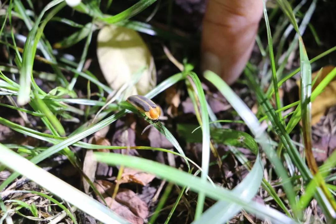 驚喜車陂湧有螢火蟲出沒河長夜巡發現更多生物有圖有真相