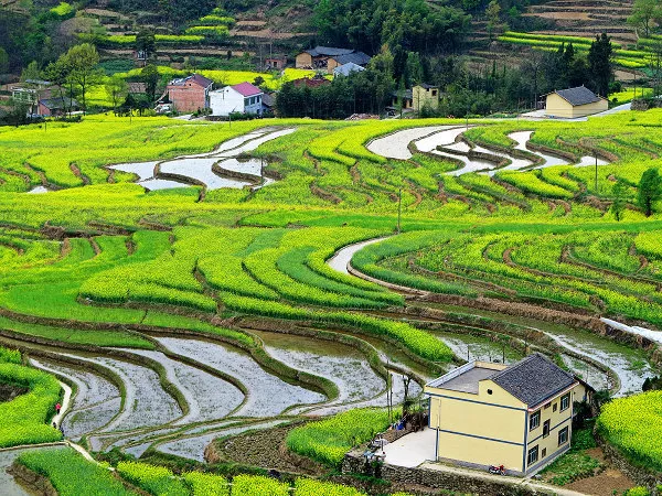 鳳堰古梯田