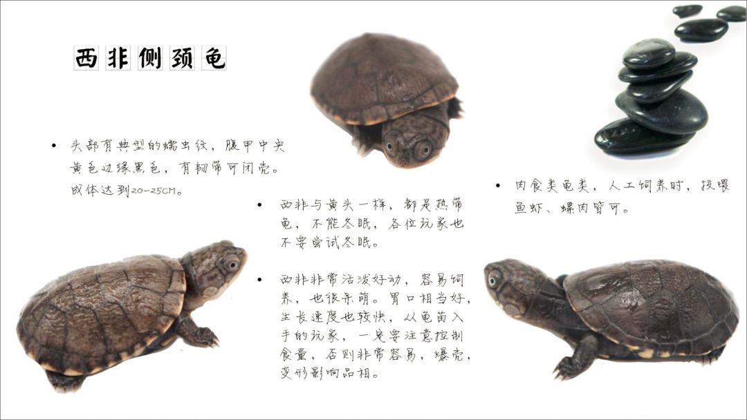 乌龟品种 判断图片