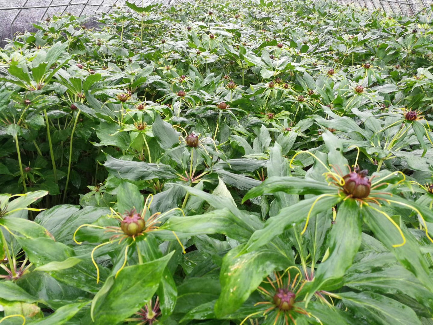 重楼的种植方法详细(重楼的种植方法详细图)