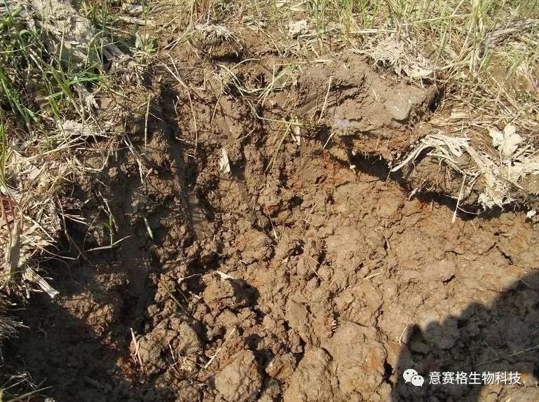 土壤缺營養了怎麼補?意賽格生物告訴您土壤有機質對土壤的重要性!