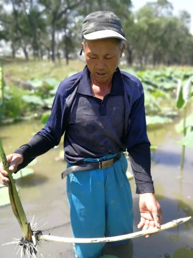 藕带长在哪里图解图片