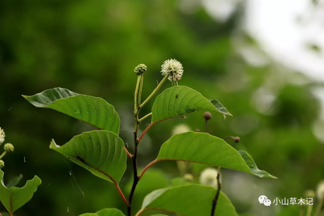 喜樹花一開,好事自然來