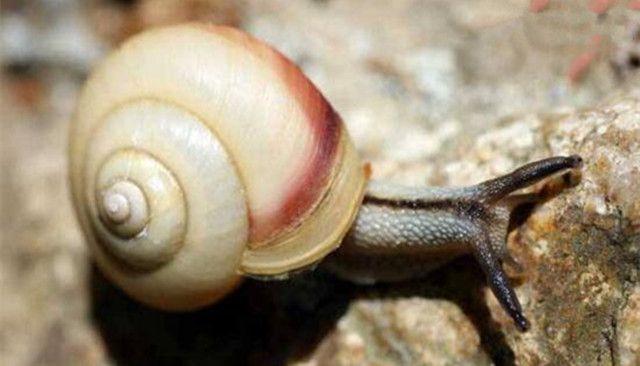 蜗牛放大的恐怖图片图片