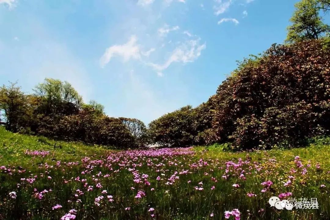 九鼎山花海图片