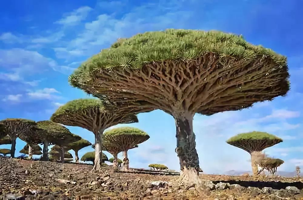 世界最贵的树图片