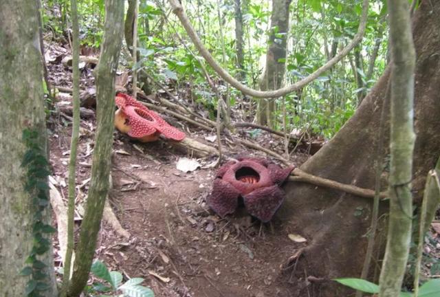 热带雨林十大危险植物图片