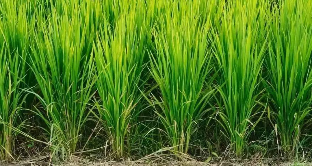 水稻异常叶龄孕穗会造成减产,不能不防