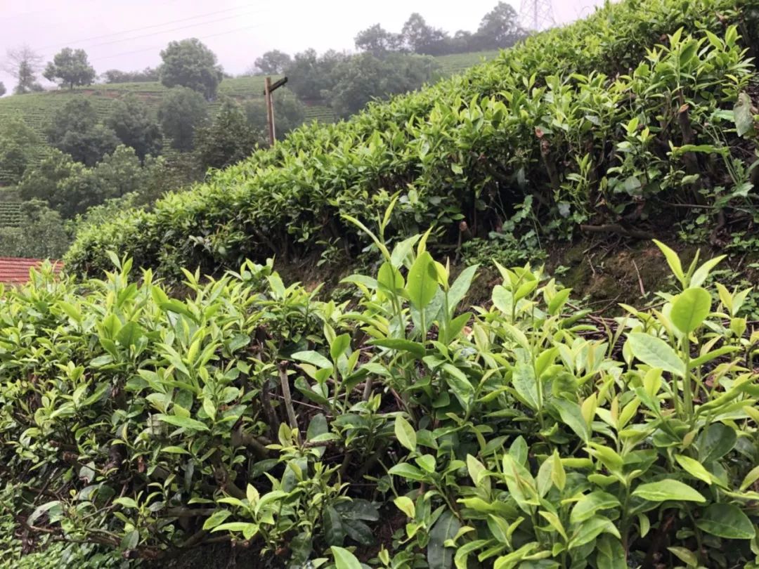 小暑節氣裡岙山安吉白茶茶園生長記錄