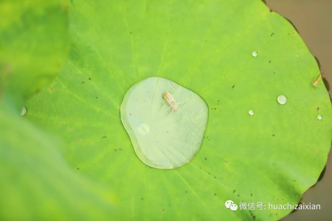 未伸出手去触摸 池里的荷花已经开了满片 风吹过 荷叶席卷着整朵荷花