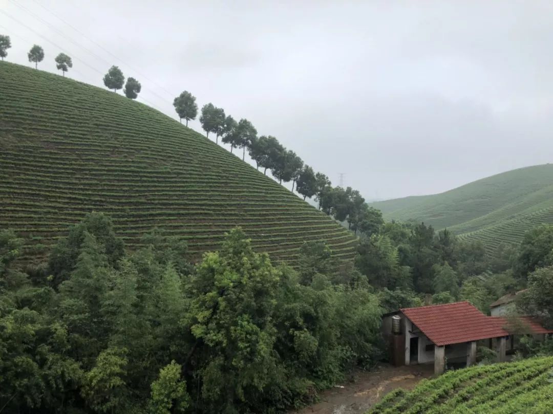 小暑節氣裡岙山安吉白茶茶園生長記錄