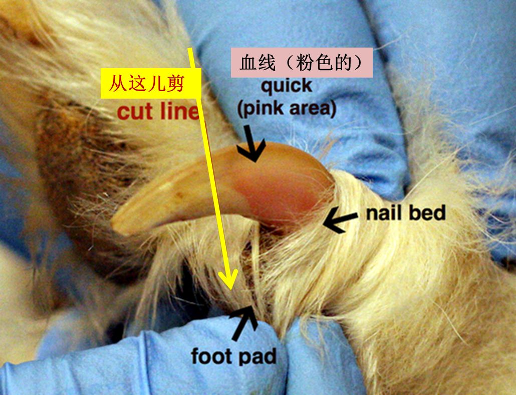 泰迪狗指甲血线示意图图片