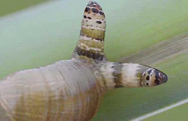 寄生在蜗牛眼睛里的虫图片