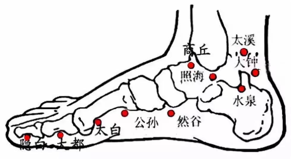 脾经腿部示意图图片