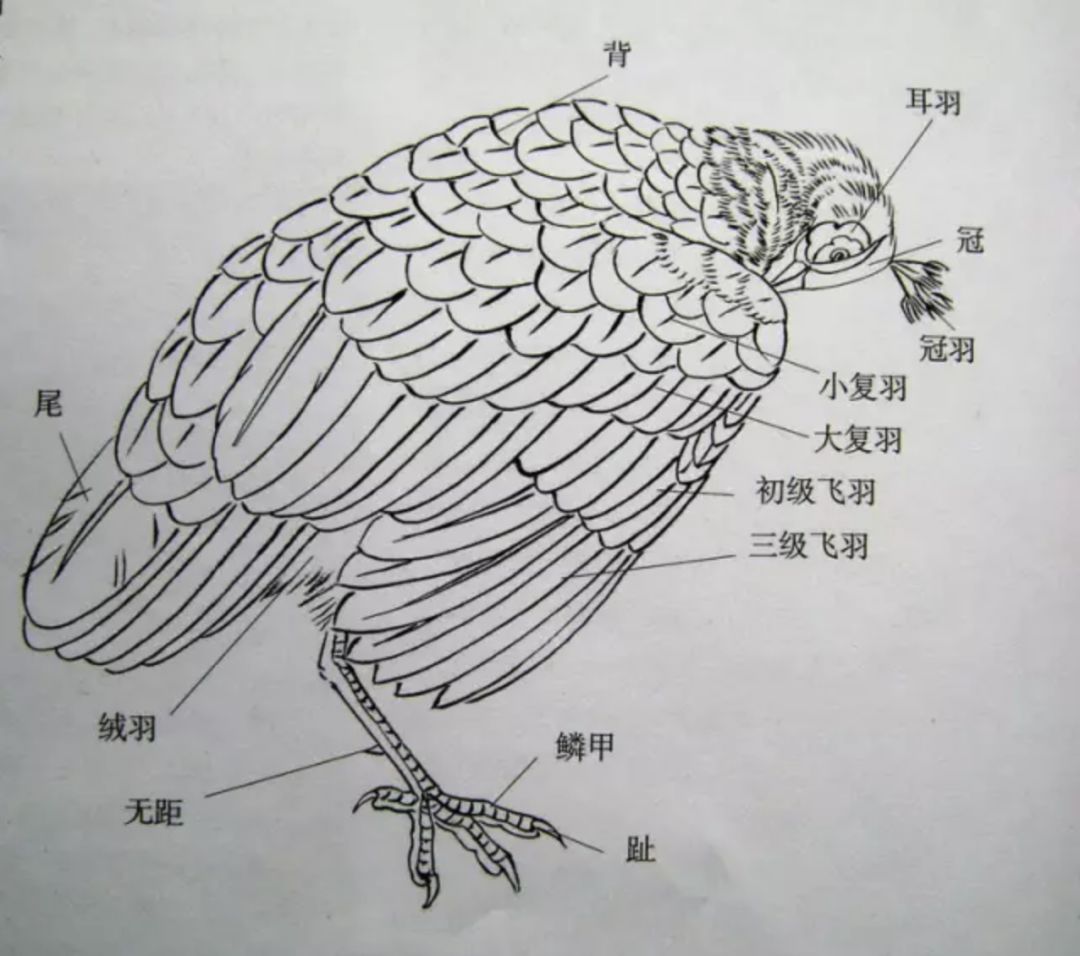 孔雀爪子画法图片